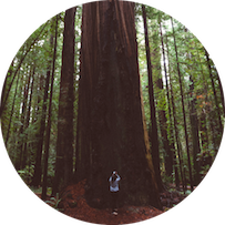redwood trees in muir woods